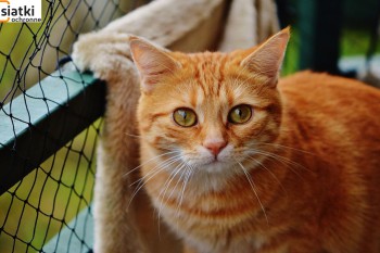Siatki Limanowa - Siatka sznurkowa na balkon dla kota dla terenów Limanowej